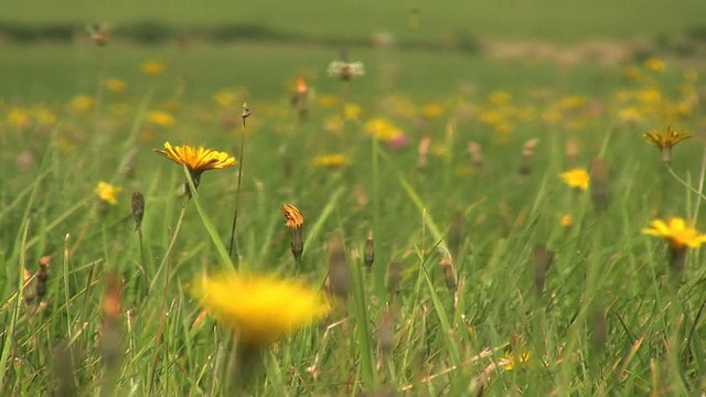 草地与蒲公英视频下载