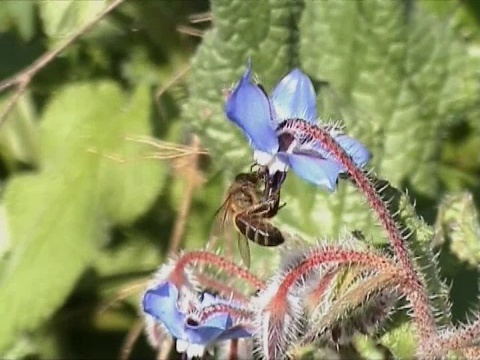 蜜蜂在花中飞翔视频素材