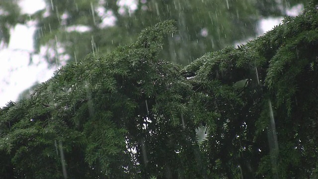 倾盆大雨落在针叶树上。伟大的雨的声音!视频素材