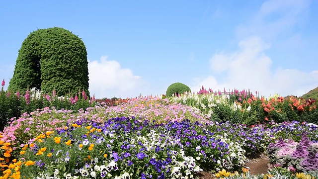 山上的花田视频素材