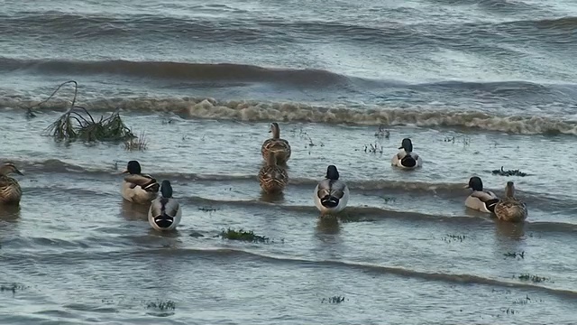 一群鸭子在波涛汹涌的河里游泳视频素材