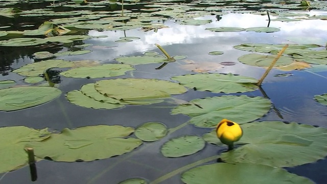 湖边的Lilly Pads视频素材