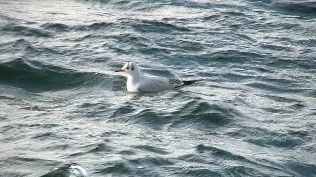海鸥在海里游泳视频下载