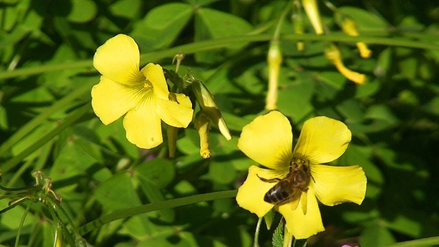 蜜蜂采集花粉视频素材