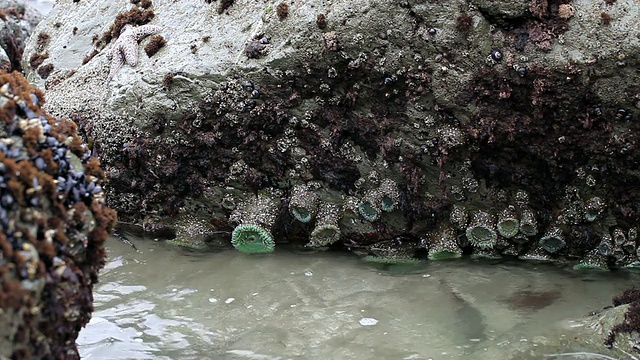 岩石与海浪汹涌的太平洋加州1视频素材