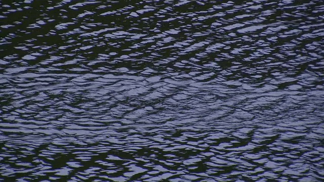 海鸥视频下载