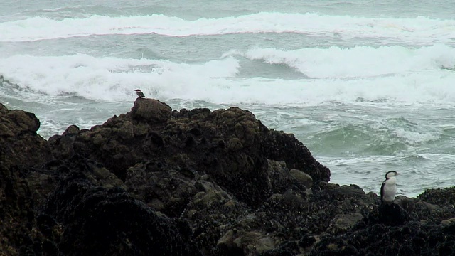 海鸟视频素材