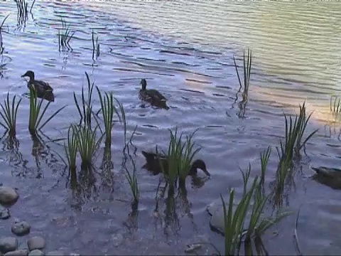 鸭子在湖里游泳视频素材