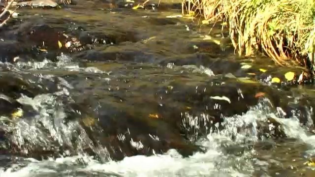 秋叶流水视频素材