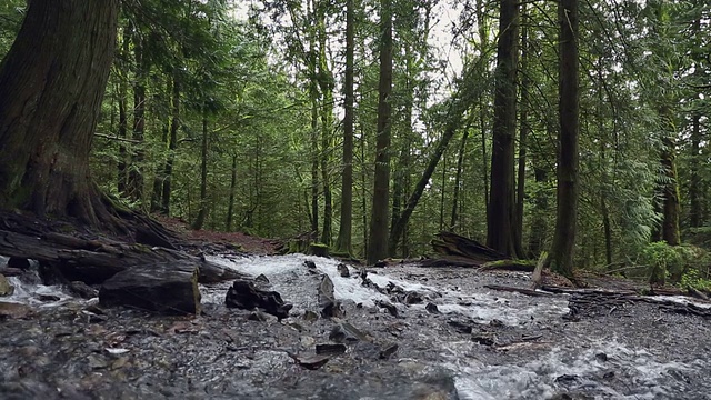 太平洋西北热带雨林激流摄影视频素材