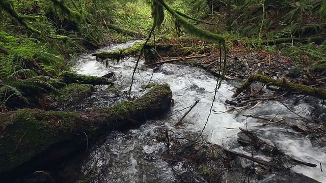 太平洋西北山溪摄影车拍摄视频素材