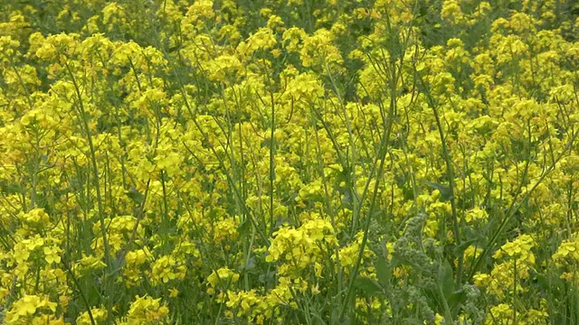 油菜籽植物田8视频素材