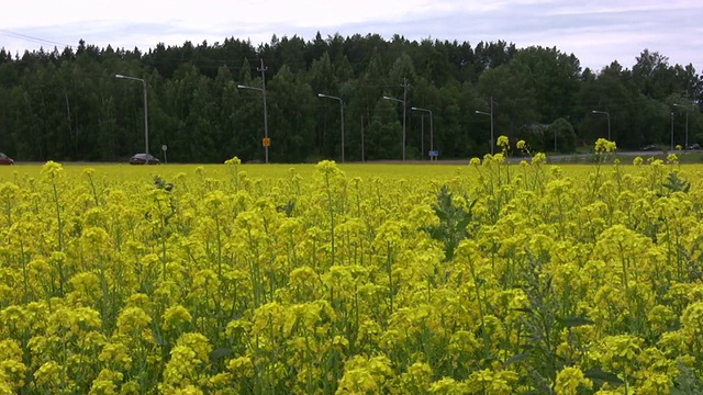 公路附近的油菜籽种植地视频素材