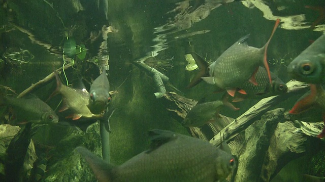 南美的鱼类在巨大的水族馆视频素材