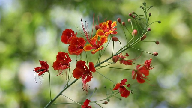 艳丽的树的花视频素材