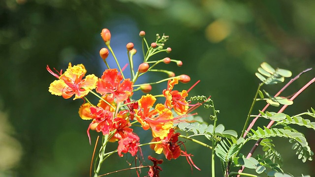 艳丽的树的花视频素材