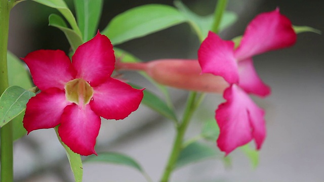 沙漠玫瑰花的特写视频素材