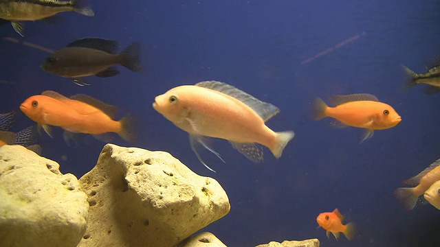 水族馆里的非洲chiclinds视频素材