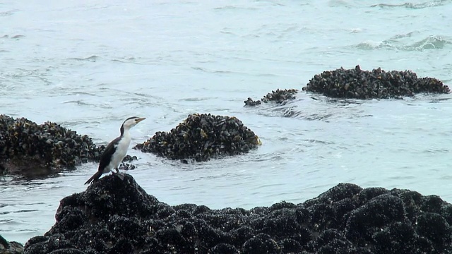 岩石上的海鸟视频素材