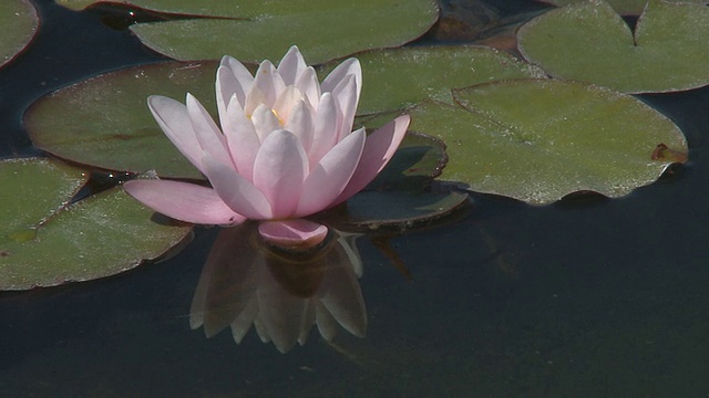 水仙花花蕾视频素材