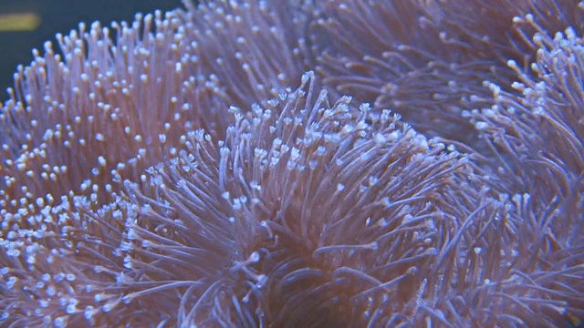 海洋水族馆中的海葵视频素材