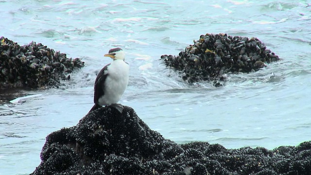 海鸟视频素材