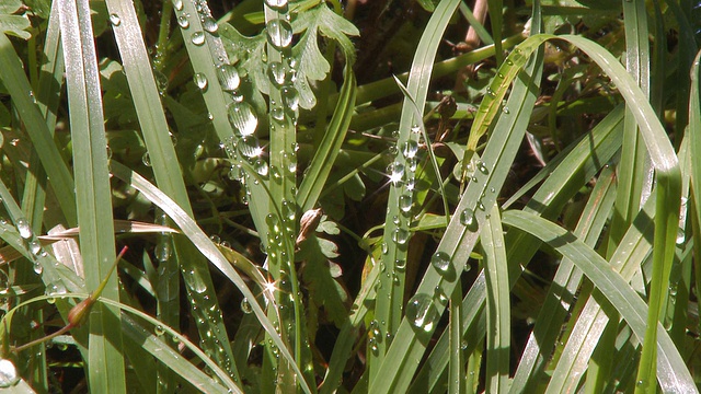 草与雨滴视频素材