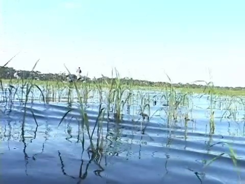 低射穿过湖杂草视频下载