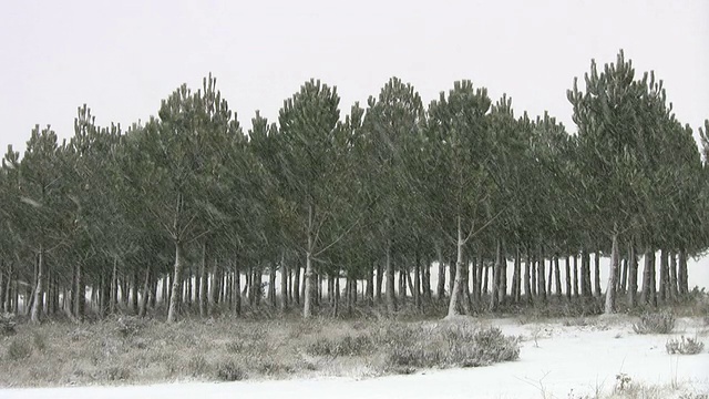 落在森林中的雪视频素材