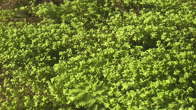 河流水生植物视频素材