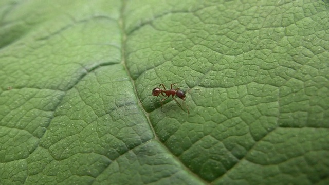 树叶上的蚂蚁(HD)视频下载