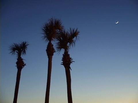 棕榈树的夜空视频素材