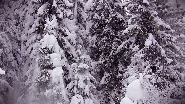 森林大雪视频素材