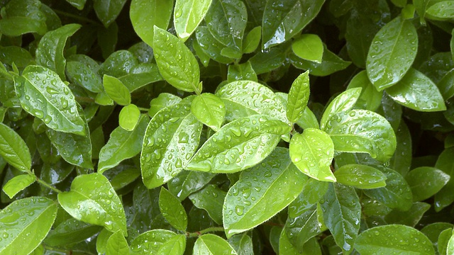 雨滴落在绿叶上视频素材