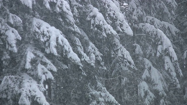 雪花落在大的常青树上。视频素材