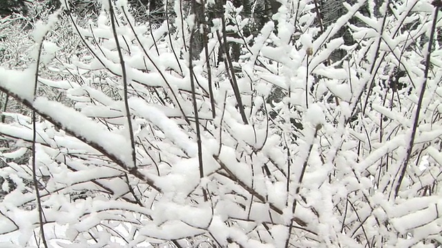 雪在树上视频素材