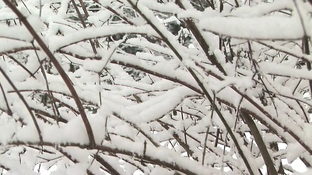 雪在树上视频素材