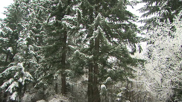 雪的场景视频素材