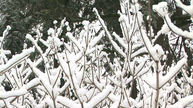 雪在树上视频素材