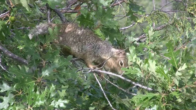 野生松鼠视频下载