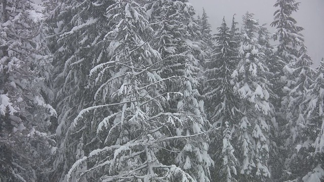 暴风雪在森林。视频素材