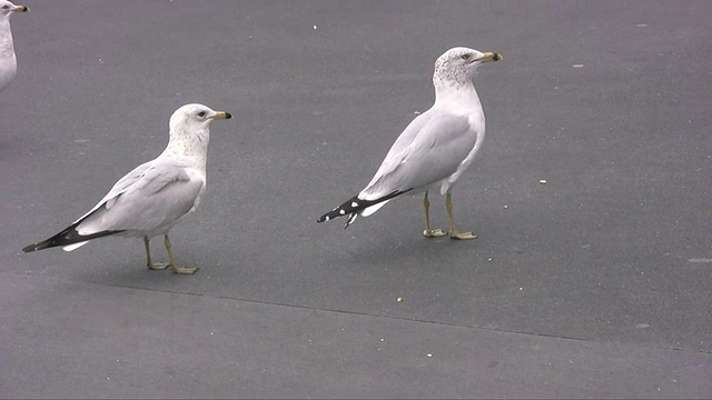 喂海鸥视频下载