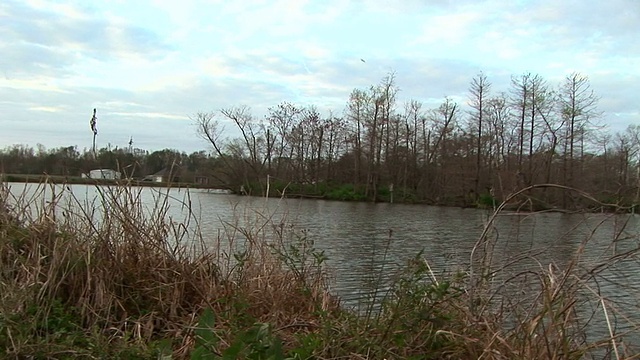 Louisian沼泽多莉视频素材