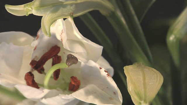 白花开启时光流逝视频下载