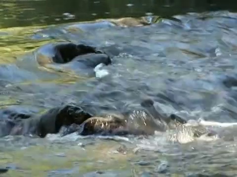 河的流水视频素材