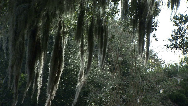 苔藓特写视频素材