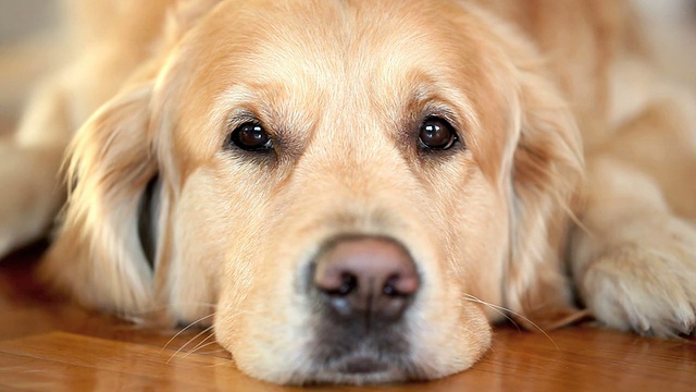 金毛猎犬视频素材