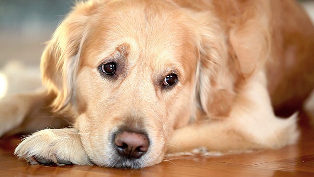 金毛猎犬视频素材