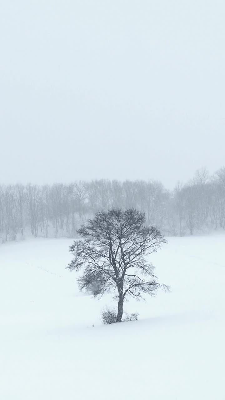 大雪-单树垂直视频素材