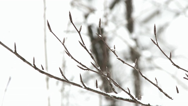 降雪量高，重点树枝视频素材